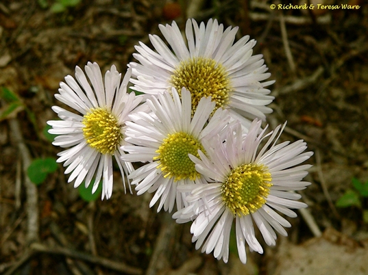 {Erigeron pulchellus}
